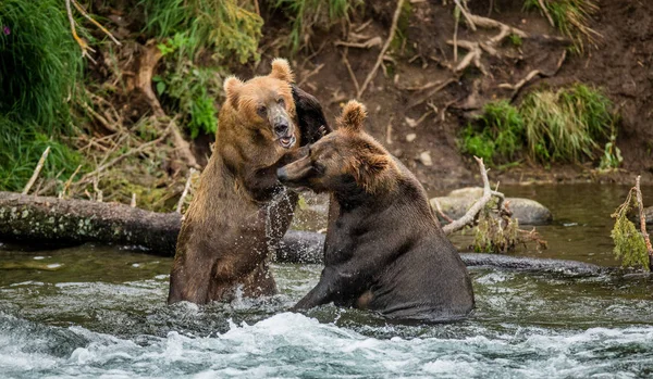 Dois ursos castanhos lutando — Fotografia de Stock
