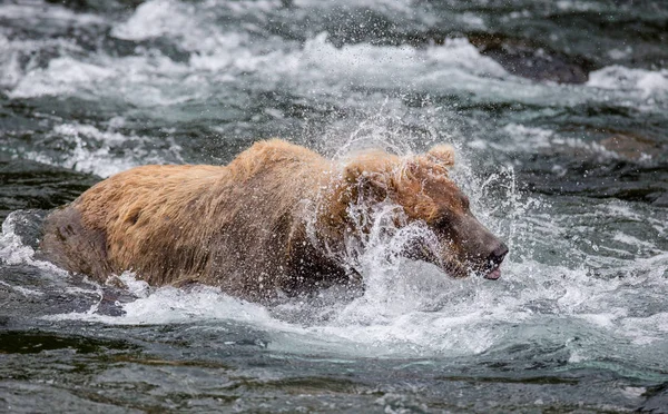 Oso pardo sacude el agua — Foto de Stock