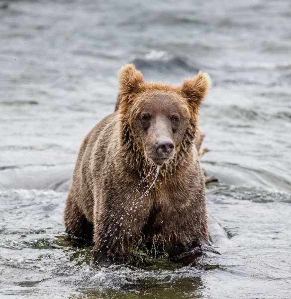 Oso pardo en el río —  Fotos de Stock