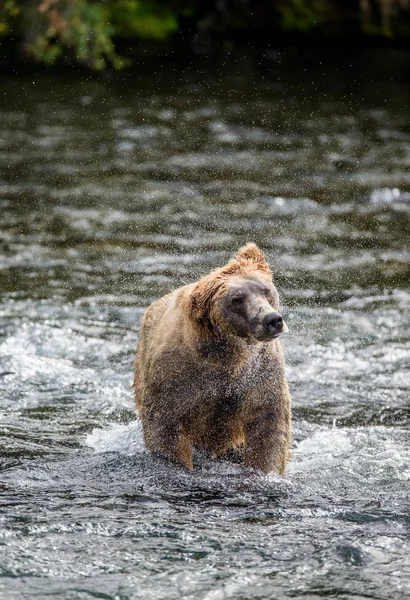 L'ours brun secoue l'eau — Photo