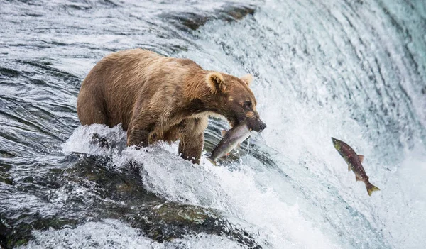 연어를 잡는 갈색 곰 — 스톡 사진