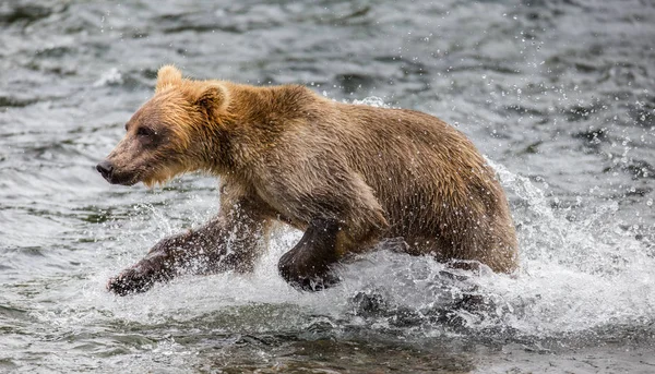 Oso corriendo en el agua — Foto de Stock