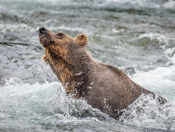 茶色のクマを振る水オフ — ストック写真