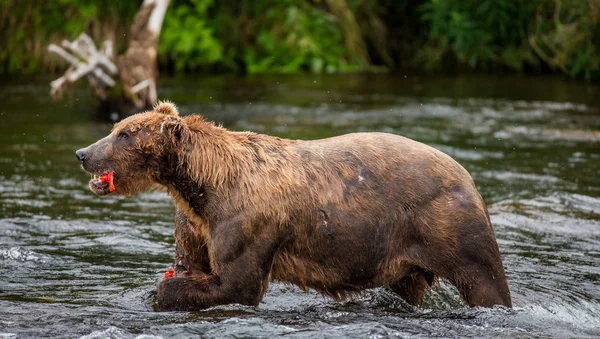 Бурий ведмідь їдять лосося — стокове фото