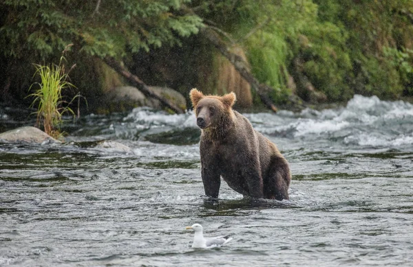 Ours brun dans la rivière — Photo