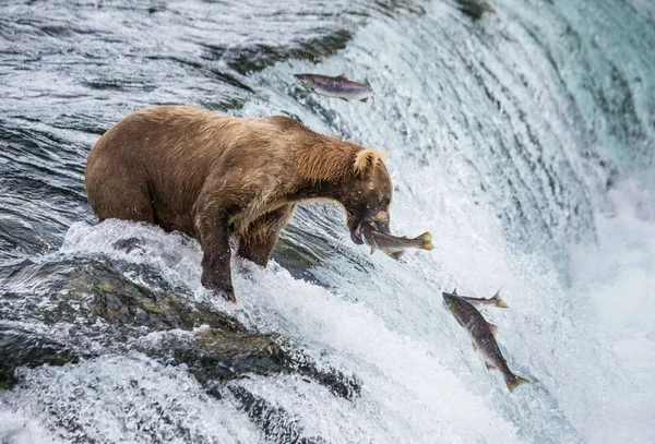 Hnědý medvěd, lov lososů — Stock fotografie