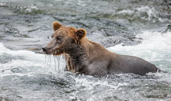 Brunbjörn i mountain river — Stockfoto