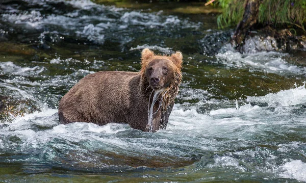 Urso castanho no rio — Fotografia de Stock