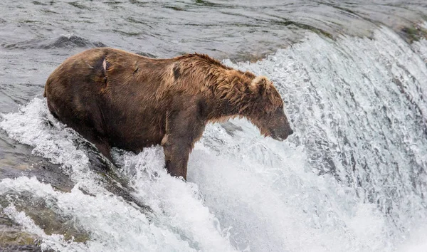 Brown bear in river — Stock Photo, Image