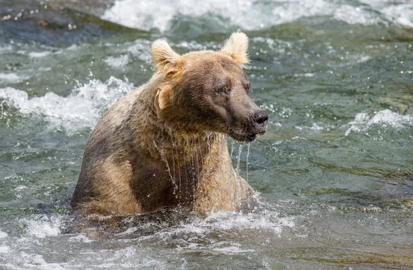 Oso pardo en el río — Foto de Stock