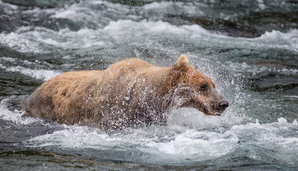 Brun Björn skakar bort vatten — Stockfoto