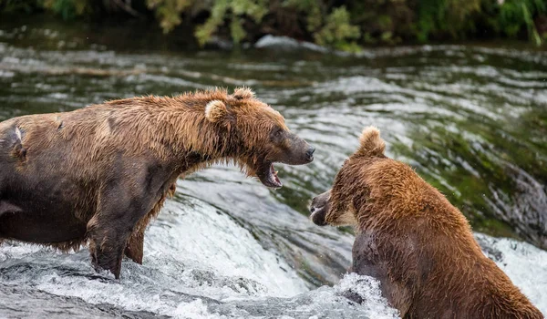 Dva hnědí medvědi boj — Stock fotografie