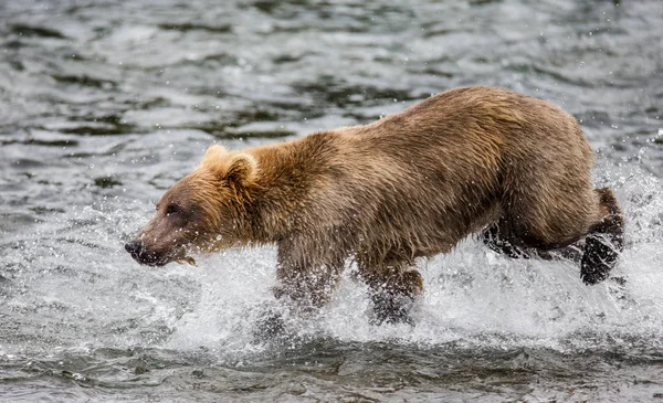 Oso corriendo en el agua — Foto de Stock