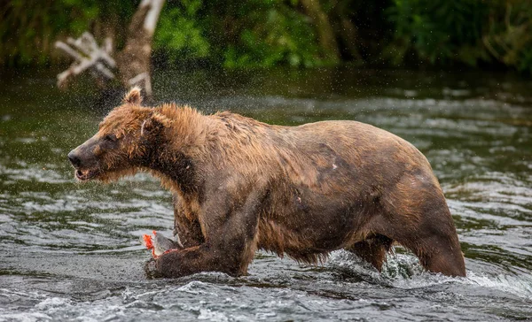 棕色的熊抖落水 — 图库照片