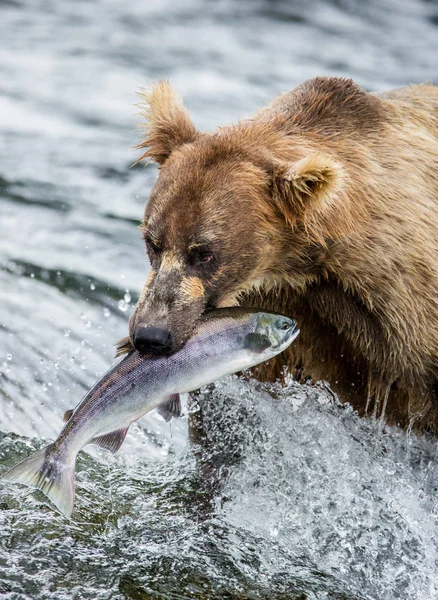 Oso comiendo salmón — Foto de Stock
