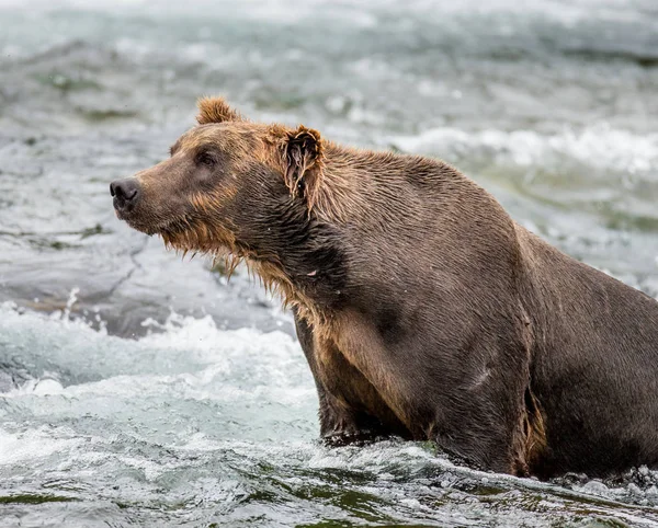 Brown bear in river — Stock Photo, Image