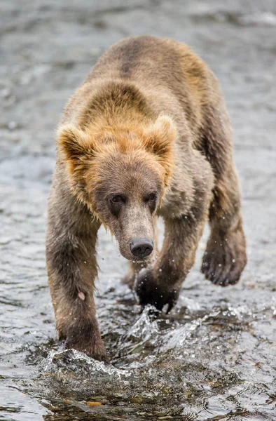 Oso marrón en el agua —  Fotos de Stock