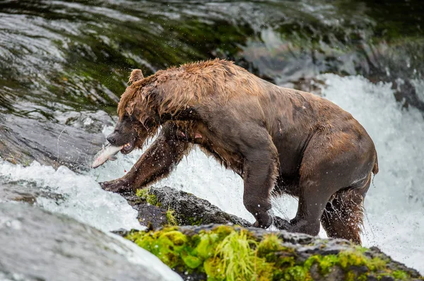 Oso marrón con salmón —  Fotos de Stock