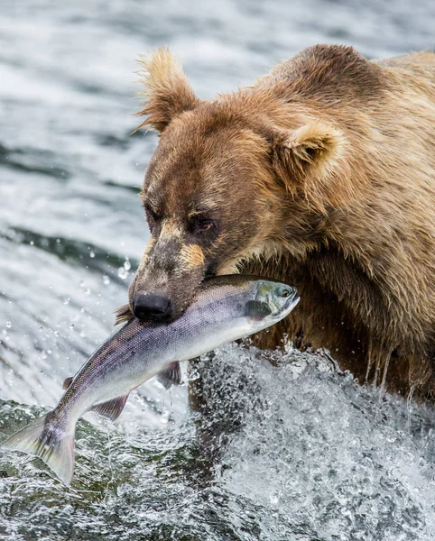 Oso comiendo salmón — Foto de Stock