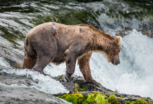 Коричневий ведмідь ловить лосось — стокове фото