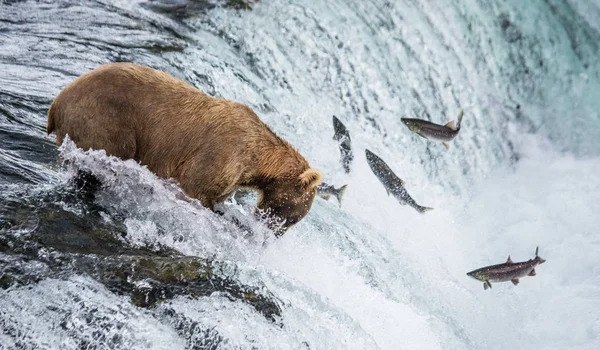 Oso pardo pescando salmón —  Fotos de Stock