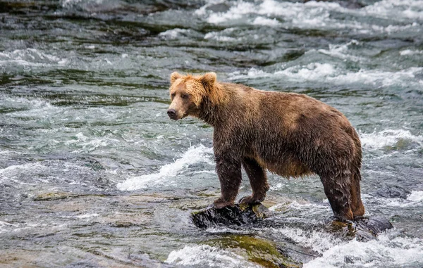 Urso marrom na água — Fotografia de Stock