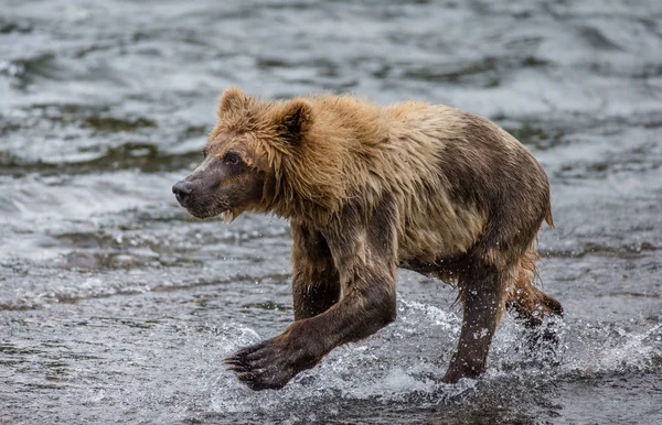 Oso corriendo en el agua — Foto de Stock