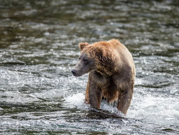 Boz ayı nehir — Stok fotoğraf