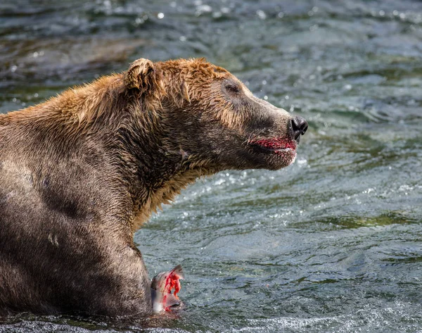 Björnen äter lax — Stockfoto