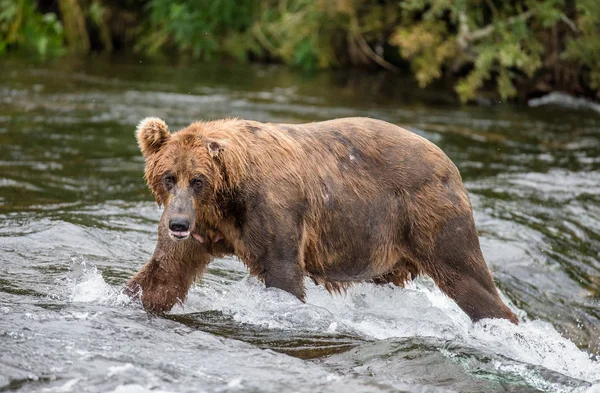 Brown bear in river — Stock Photo, Image