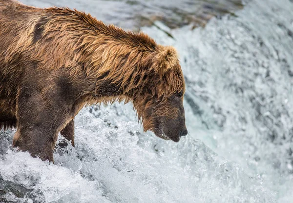 Oso pardo en el río — Foto de Stock