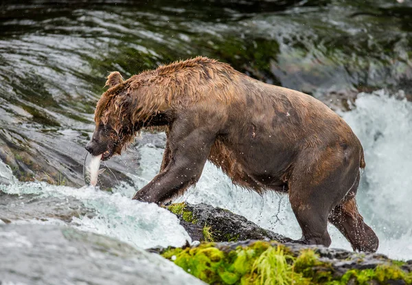 Urso castanho com salmão — Fotografia de Stock