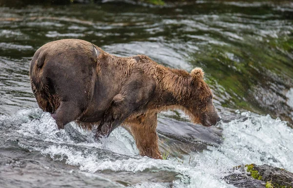 Καφέ αρκούδα στο ποτάμι — Φωτογραφία Αρχείου