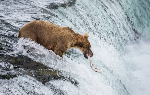 Braunbär fängt Lachs — Stockfoto