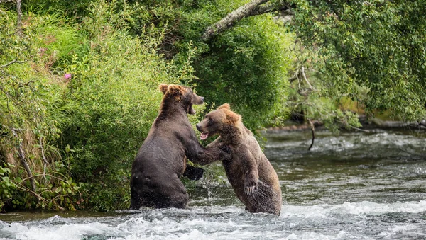 Bären spielen miteinander — Stockfoto