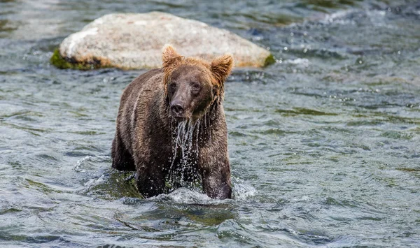 Oso pardo en el río — Foto de Stock