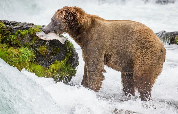 Oso pardo comiendo salmón —  Fotos de Stock