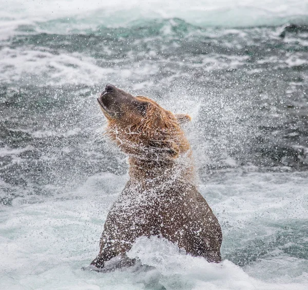 Бурий ведмідь струшує води — стокове фото