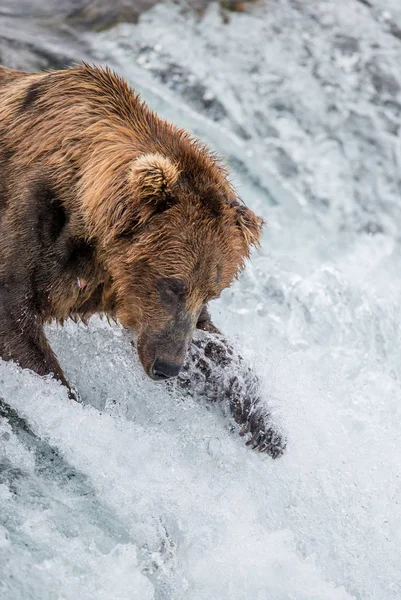 Oso pardo en el río —  Fotos de Stock