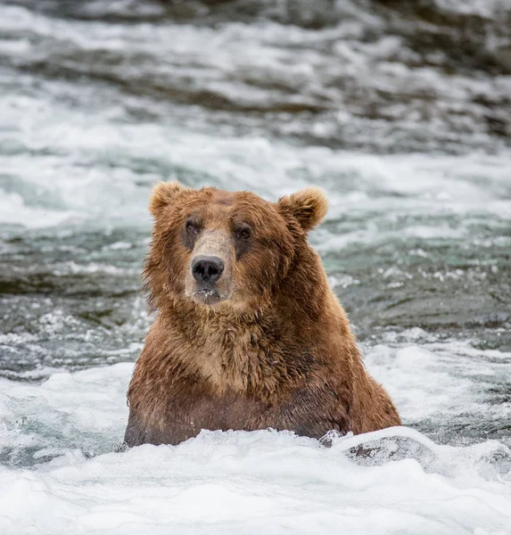 Oso pardo en el río — Foto de Stock