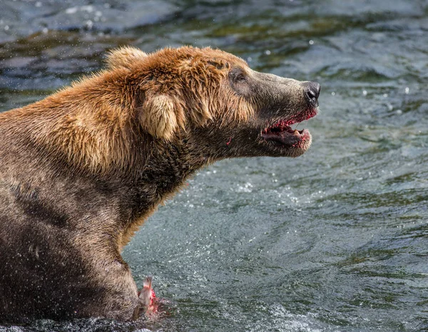 Hnědý medvěd jíst lososa — Stock fotografie
