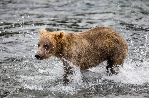 Medvěd, běh ve vodě — Stock fotografie