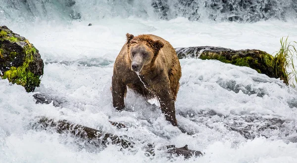 Urso castanho no rio — Fotografia de Stock