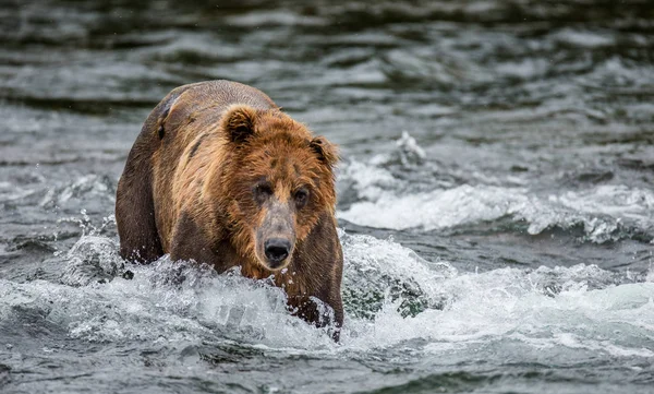 Brunbjörn i mountain river — Stockfoto