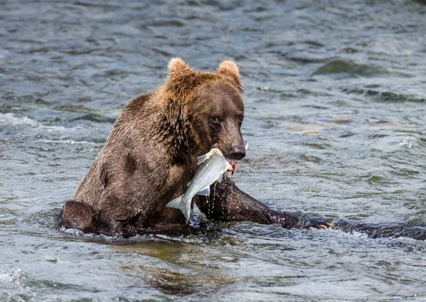 Ours brun avec un saumon — Photo