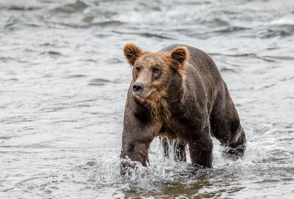 Bear running in water — Stock Photo, Image