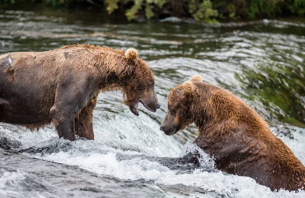 Dva hnědí medvědi boj — Stock fotografie