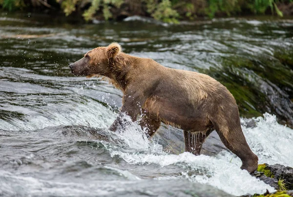 Orso bruno nel fiume di montagna — Foto Stock