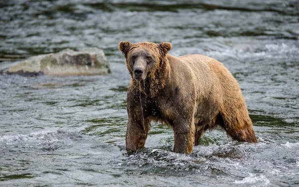 Urso castanho no rio — Fotografia de Stock