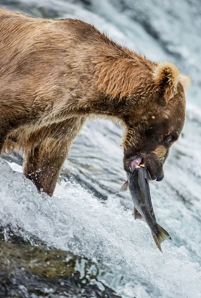 Oso comiendo salmón —  Fotos de Stock